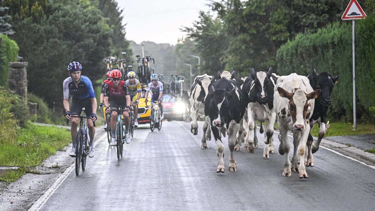 Cyklistickou slávu pokazily krávy, poctu legendě vzdávali i hasiči